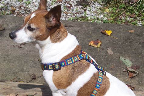 dog harness for jack russell|collars for jack russell terriers.